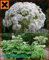 Riesenbärenklau